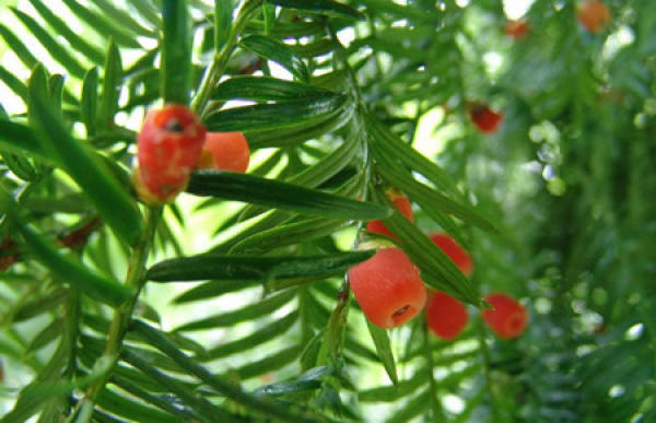 Taxus chinensis