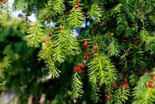Taxus chinensis