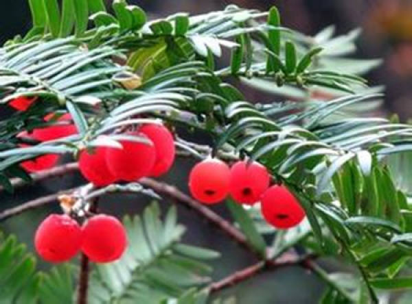 yew