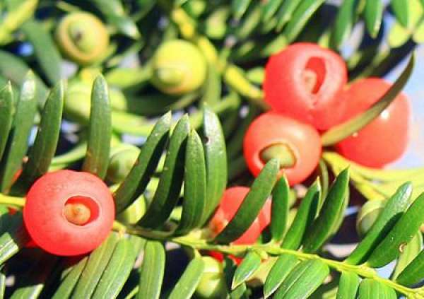 yew
