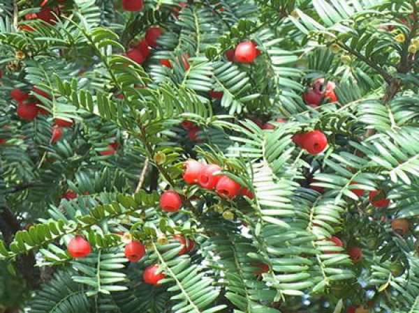 Taxus chinensis
