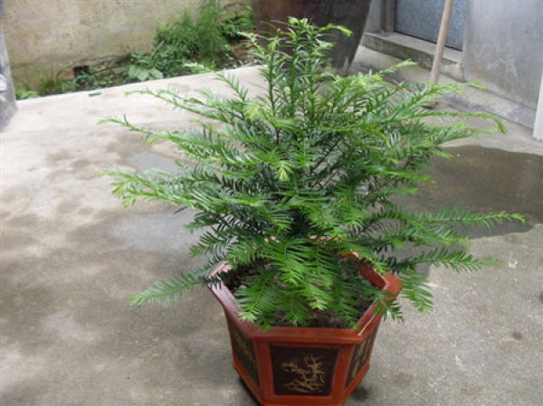 Taxus chinensis bonsai Taxus chinensis bonsai
