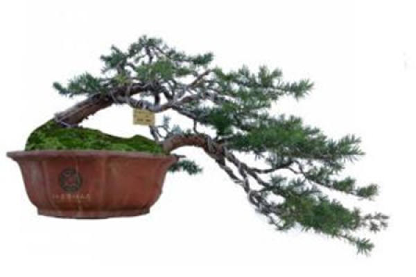 Taxus chinensis bonsai Taxus chinensis bonsai