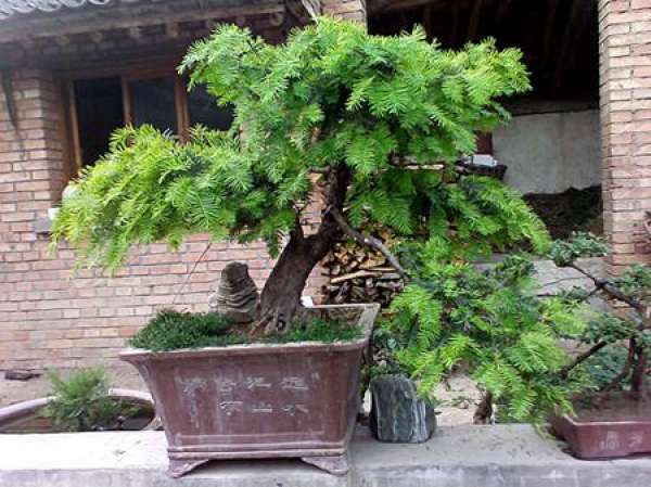 Taxus chinensis bonsai Taxus chinensis bonsai