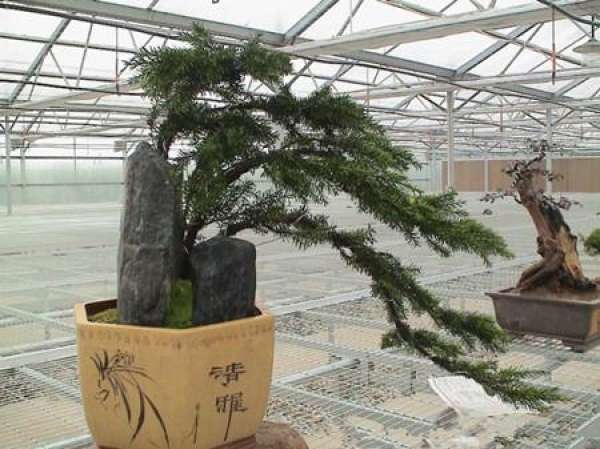 Taxus chinensis bonsai Taxus chinensis bonsai