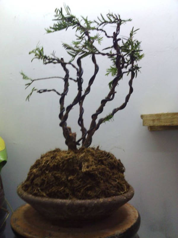 Taxus chinensis bonsai Taxus chinensis bonsai