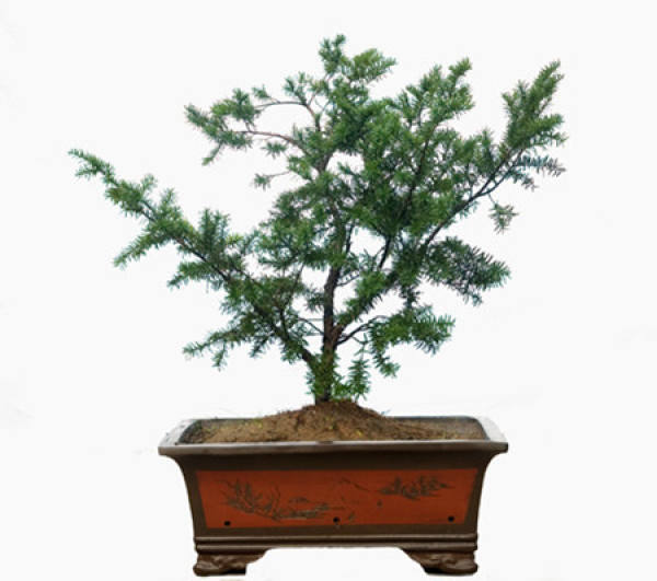 Taxus chinensis bonsai Taxus chinensis bonsai