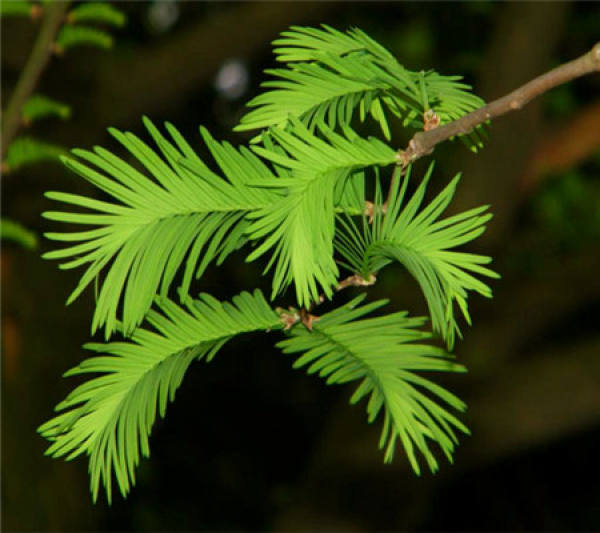 Taxus chinensis