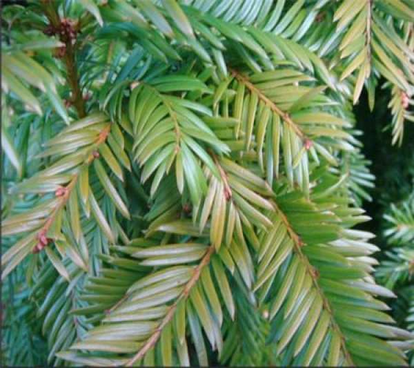 Taxus chinensis