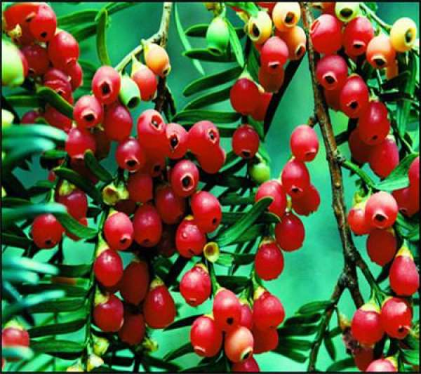 Taxus chinensis