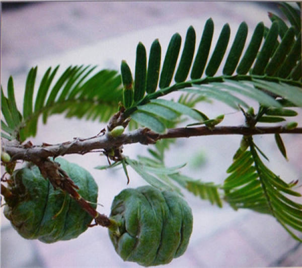 Taxus chinensis