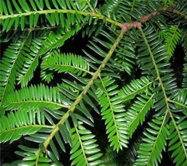 Taxus chinensis