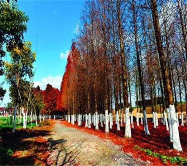 Taxus chinensis