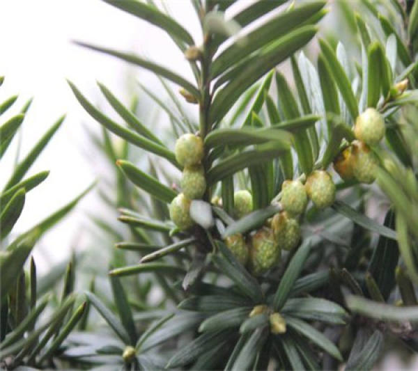 Taxus chinensis