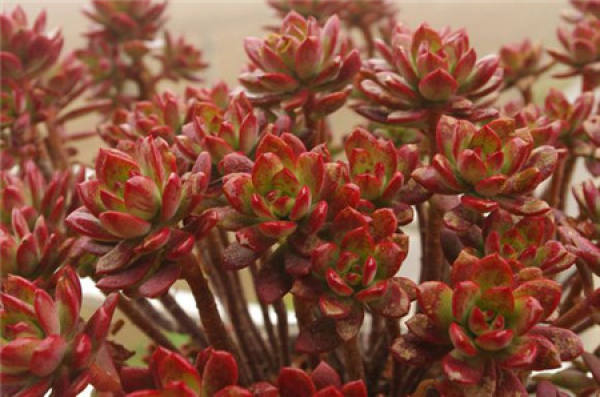 red lotus