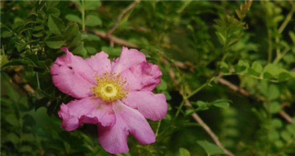 Flowering period of silk reeling flower