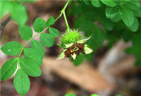 florescence of filature flower