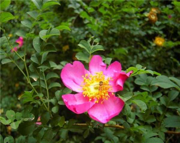 florescence of filature flower