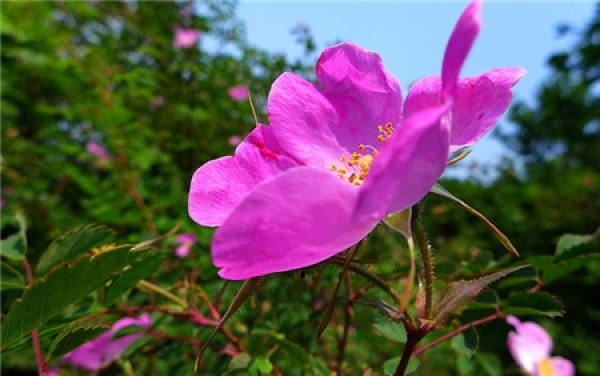 florescence of filature flower