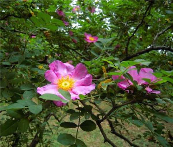 florescence of filature flower