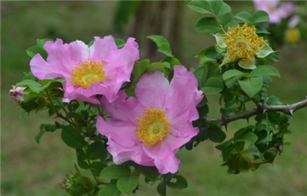 florescence of filature flower