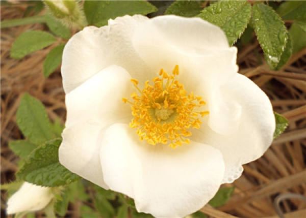 Silk Reeling Blossom