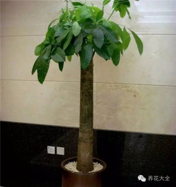 To tamper with a flowerpot