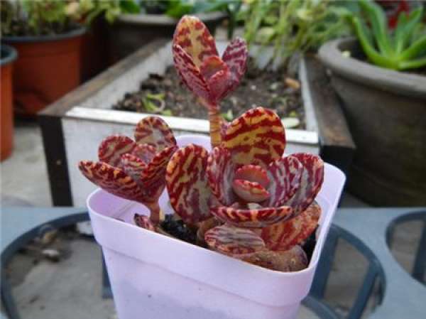Edo Purple Bonsai