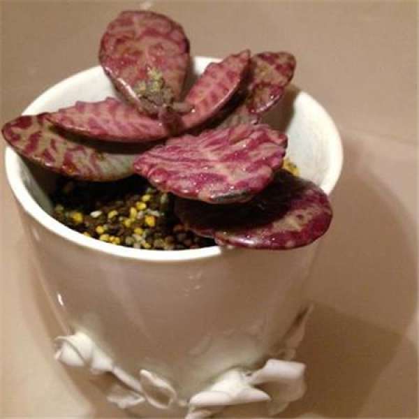 Edo purple pictures