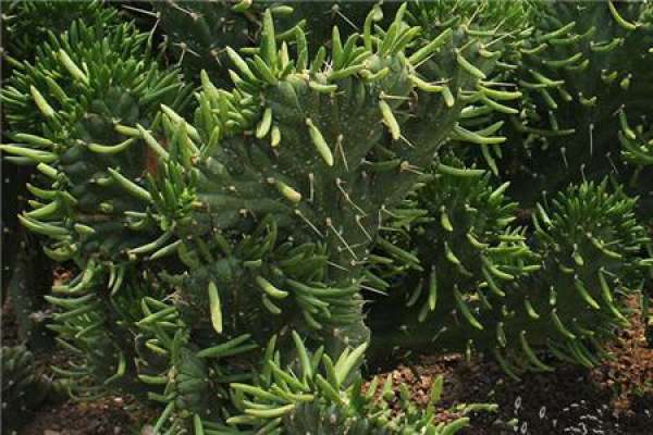 Propagation method of general stick