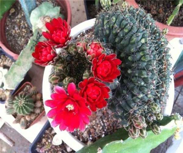 When does cactus bloom The Plant Aide