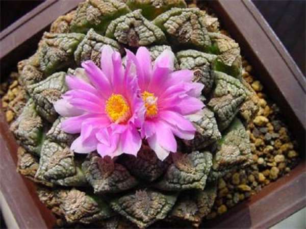 Peony lianshan pictures