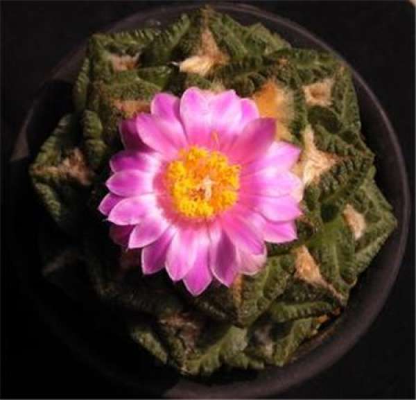Peony of Lianshan Mountain