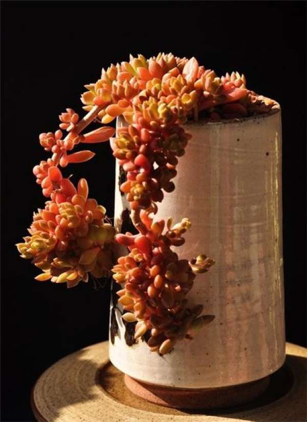 Matters needing attention in the cultivation of Litian phoenix