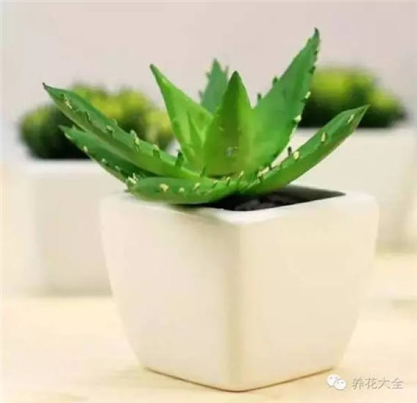 Aloe