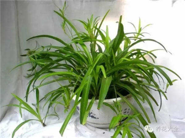 Aloe