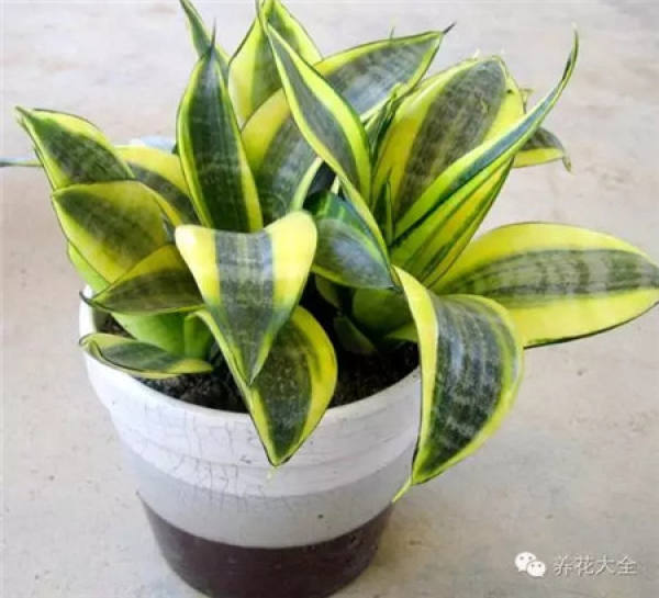 Aloe