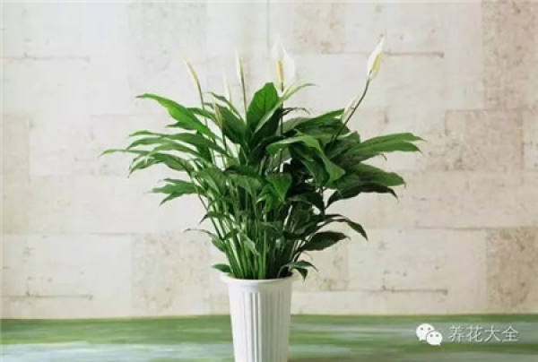 Aloe