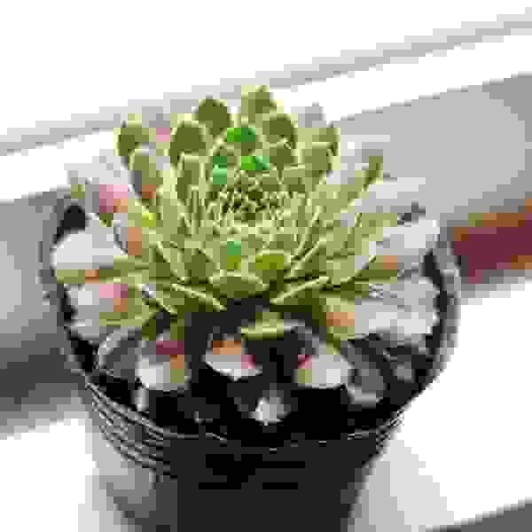 Red Juanjuan potted plant