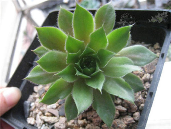 Red Juanjuan potted plant