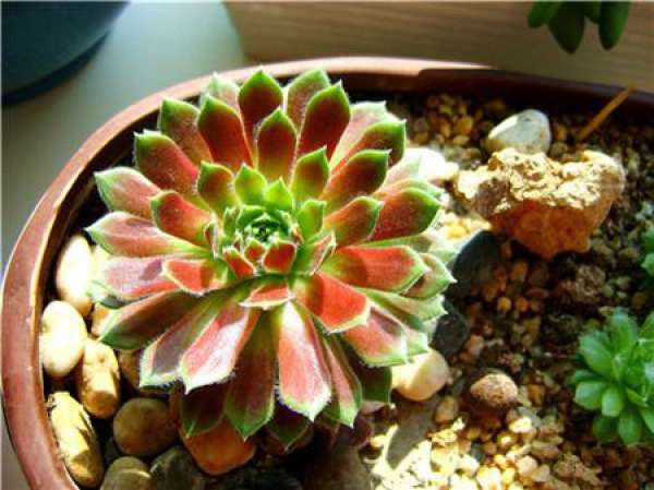 Red Red Juanjuan Potted Plant