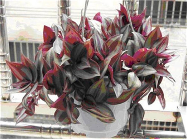 Pruning method of zebrina pendula