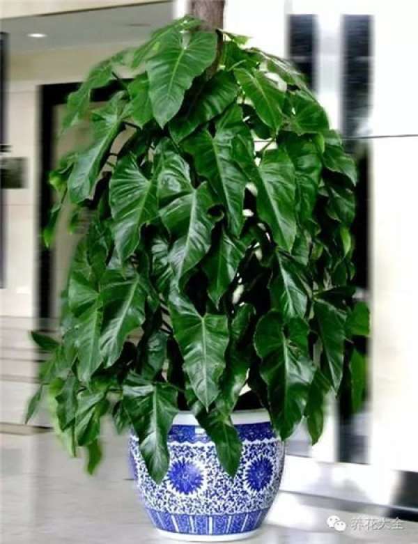 Emerald Philodendron