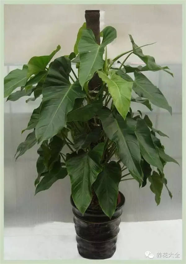 Emerald Philodendron