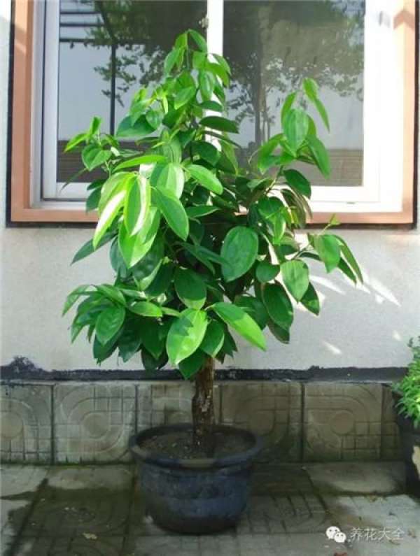 Emerald Philodendron