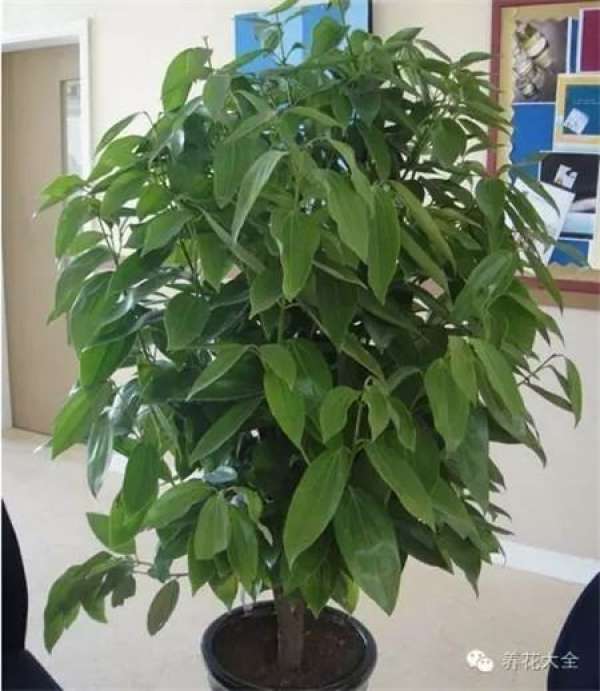 Emerald Philodendron