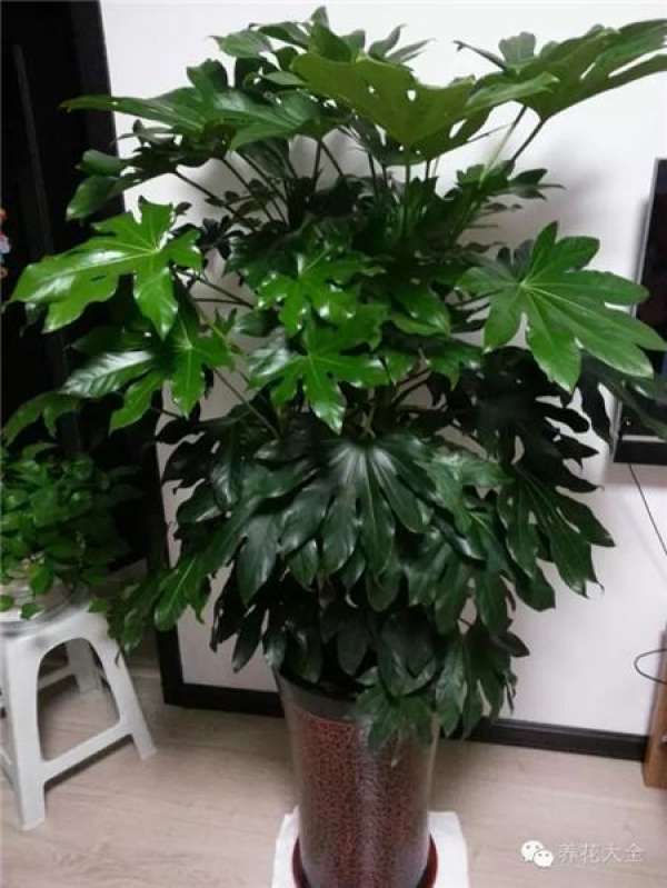 Emerald Philodendron