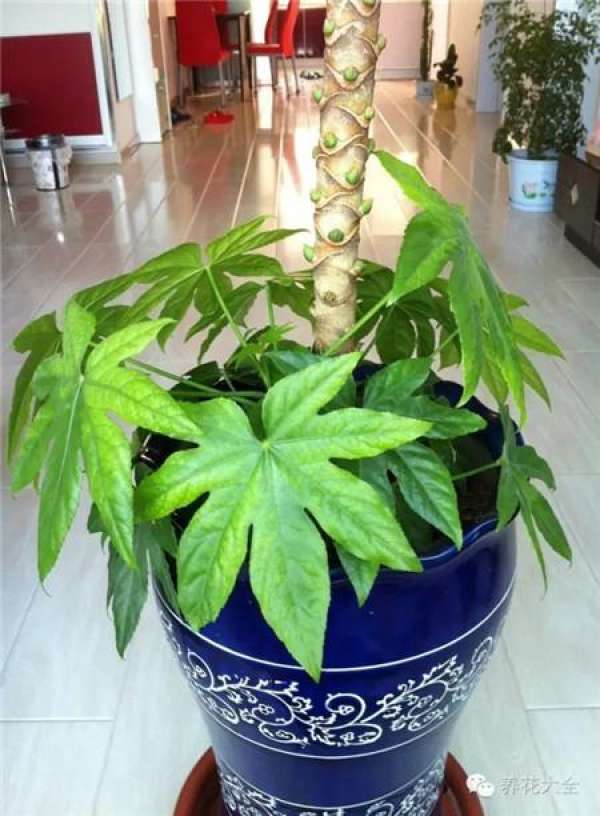 Emerald Philodendron