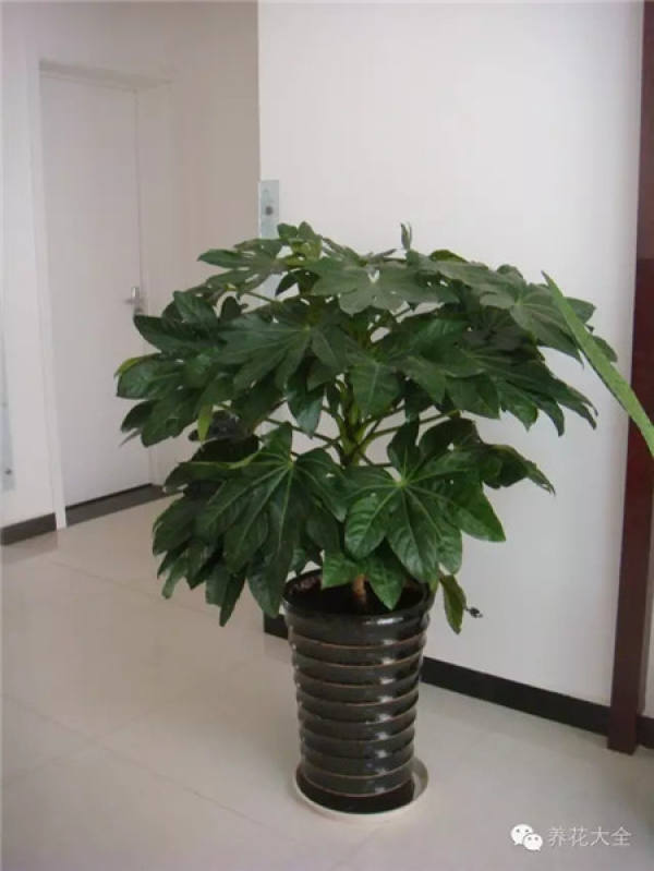 Emerald Philodendron
