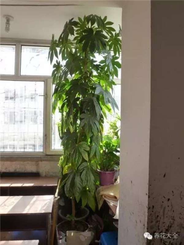 Emerald Philodendron